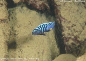 Cynotilapia zebroides 'Nkhata Bay'